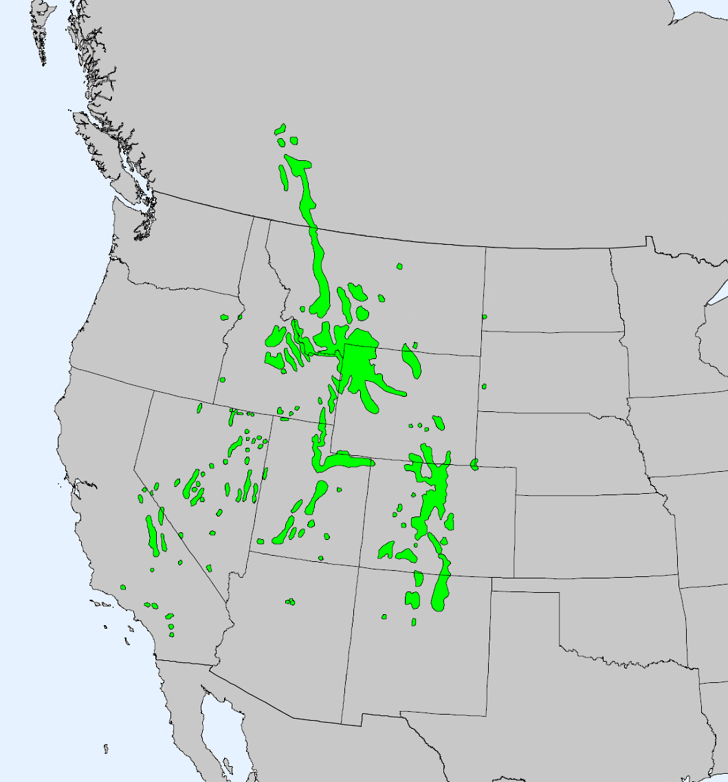 Ареал P. flexilis. Это все Скалистые горы на территории США + весь Большой Бассейн (бессточная область между Прибрежными хребтами и Скалистыми горами) до Аризоны + Сьерра-Невада в Калифорнии. Получается, что это преимущественно континентальный вид, который не любит сырости. 